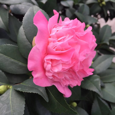 香茶花（烈香茶花、香妃茶花）420杯盆栽花卉绿植苗木