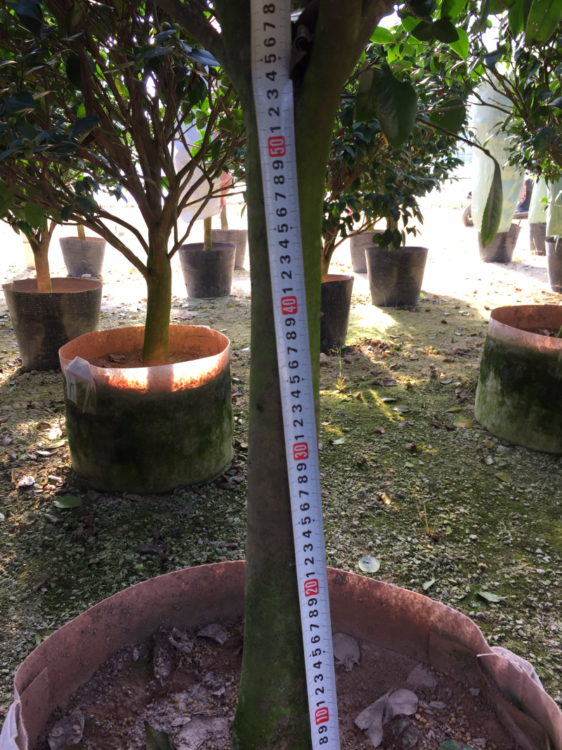 香茶花（烈香茶花、香妃茶花）420杯盆栽花卉绿植苗木