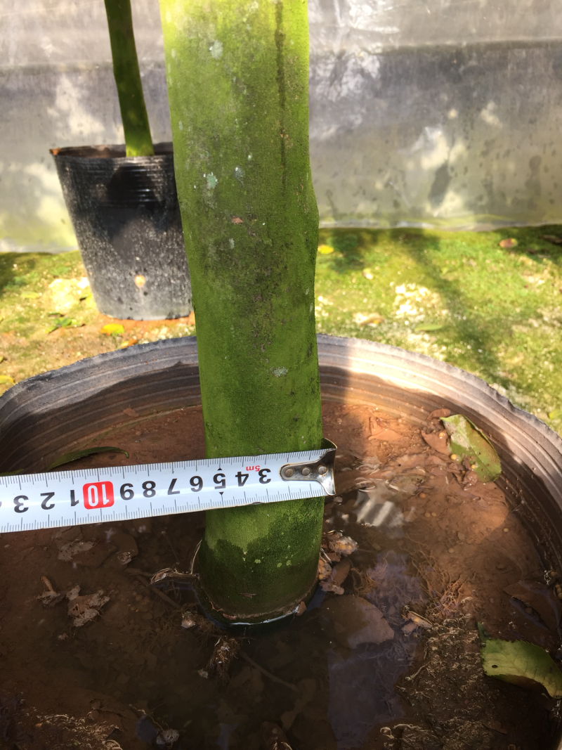 香茶花（烈香茶花、香妃茶花）420杯盆栽花卉绿植苗木