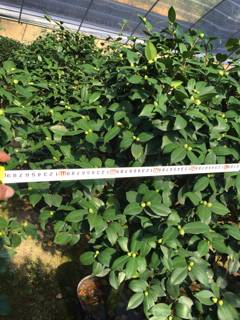 香茶花（烈香茶花、香妃茶花）420杯盆栽花卉绿植苗木