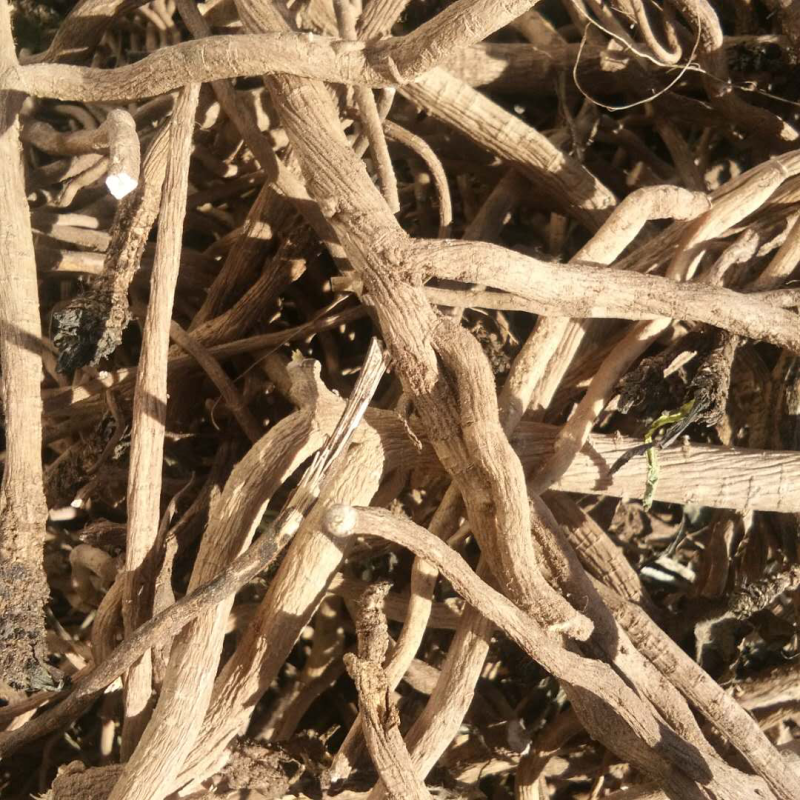 求购板蓝根