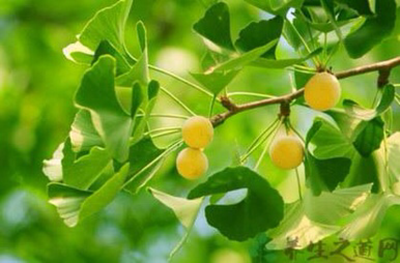 白果