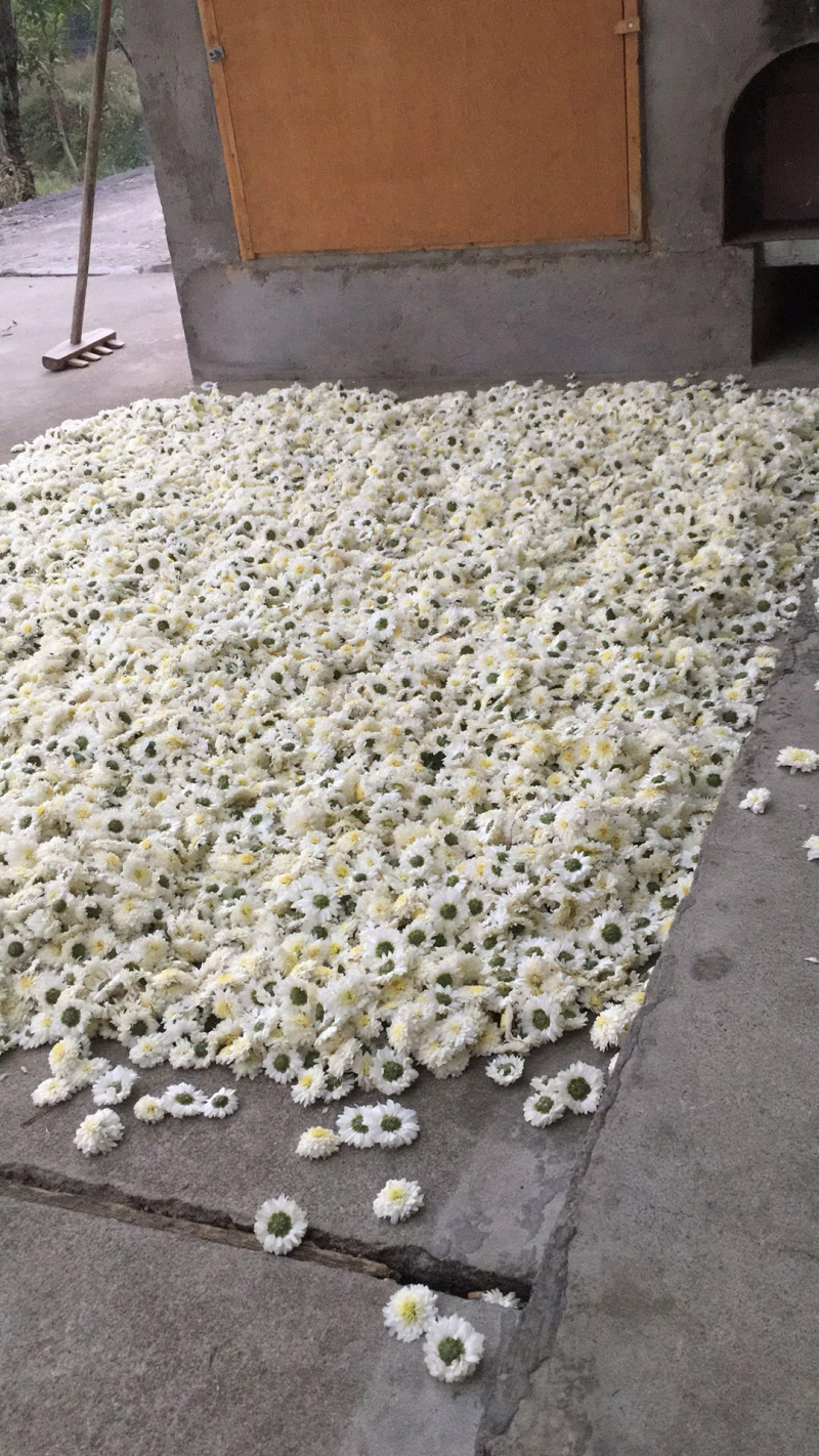 黄山贡菊