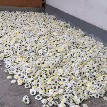 黄山贡菊