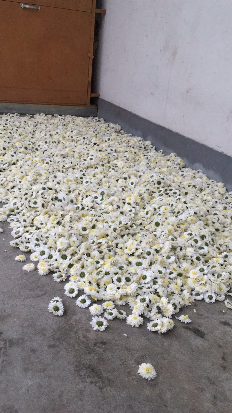 黄山贡菊
