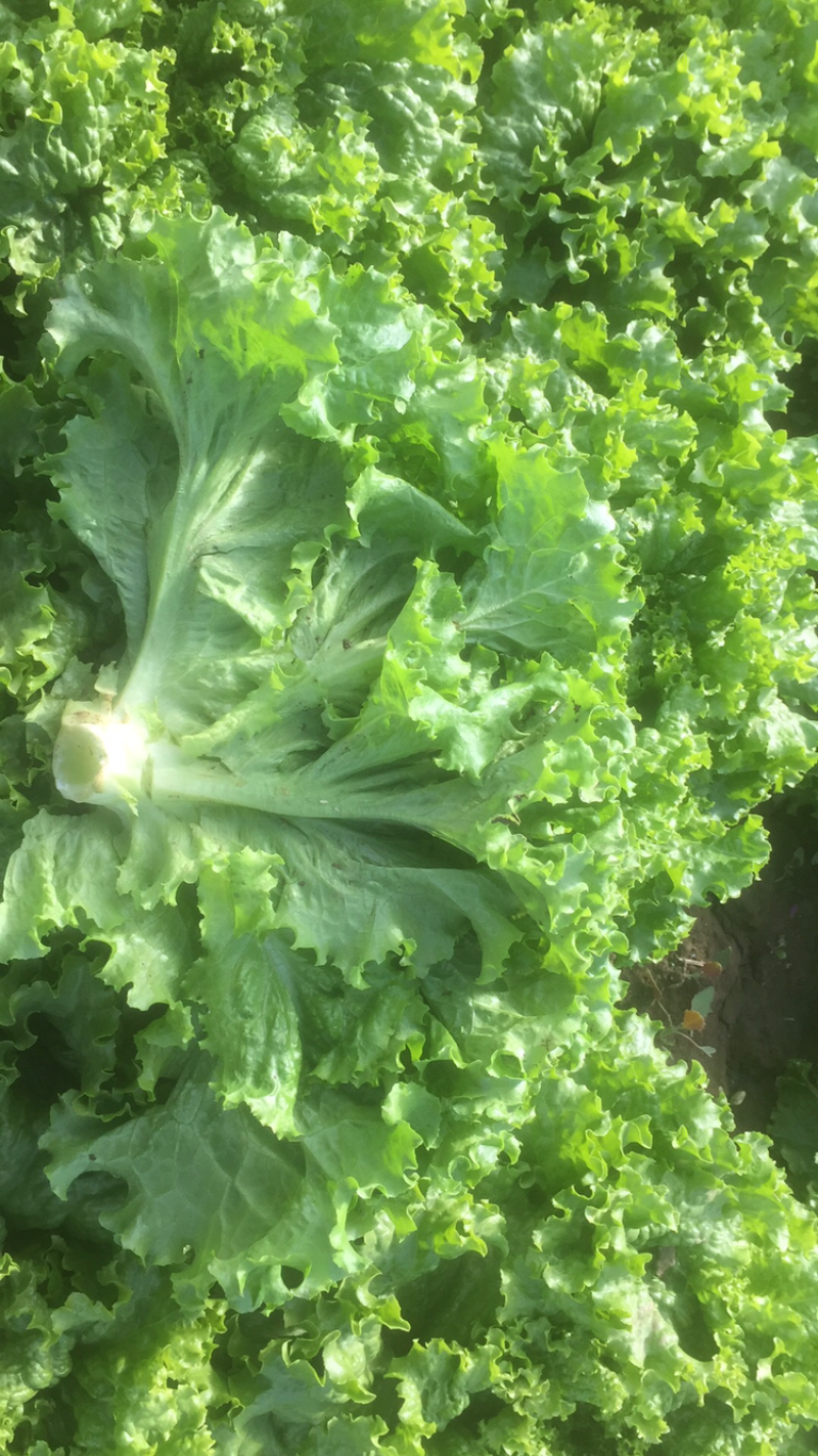精品散叶生菜，唐山市滦南县为农蔬菜种植合作社竭诚为您服