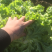 精品散叶生菜，唐山市滦南县为农蔬菜种植合作社竭诚为您服