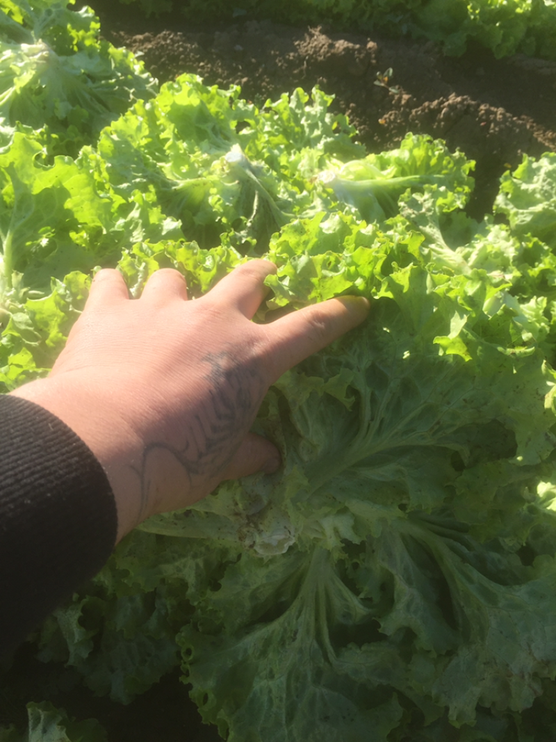 精品散叶生菜，唐山市滦南县为农蔬菜种植合作社竭诚为您服