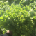 精品散叶生菜，唐山市滦南县为农蔬菜种植合作社竭诚为您服