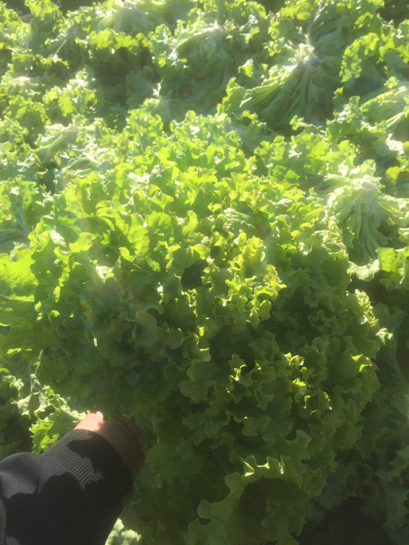 精品散叶生菜，唐山市滦南县为农蔬菜种植合作社竭诚为您服
