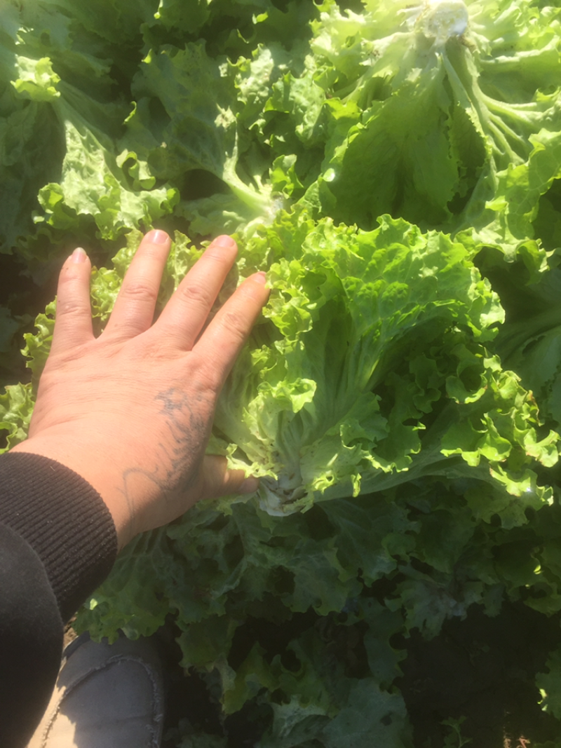 精品散叶生菜，唐山市滦南县为农蔬菜种植合作社竭诚为您服