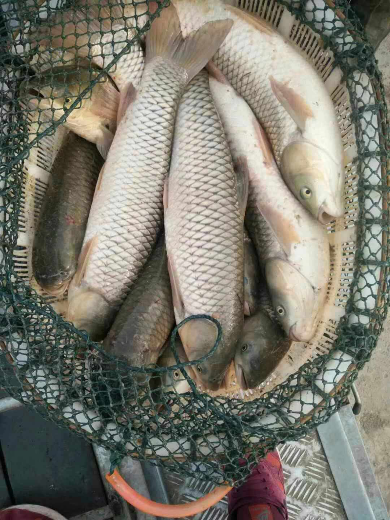草鱼苗规格一斤10条左右的的草鱼，数量8万斤，