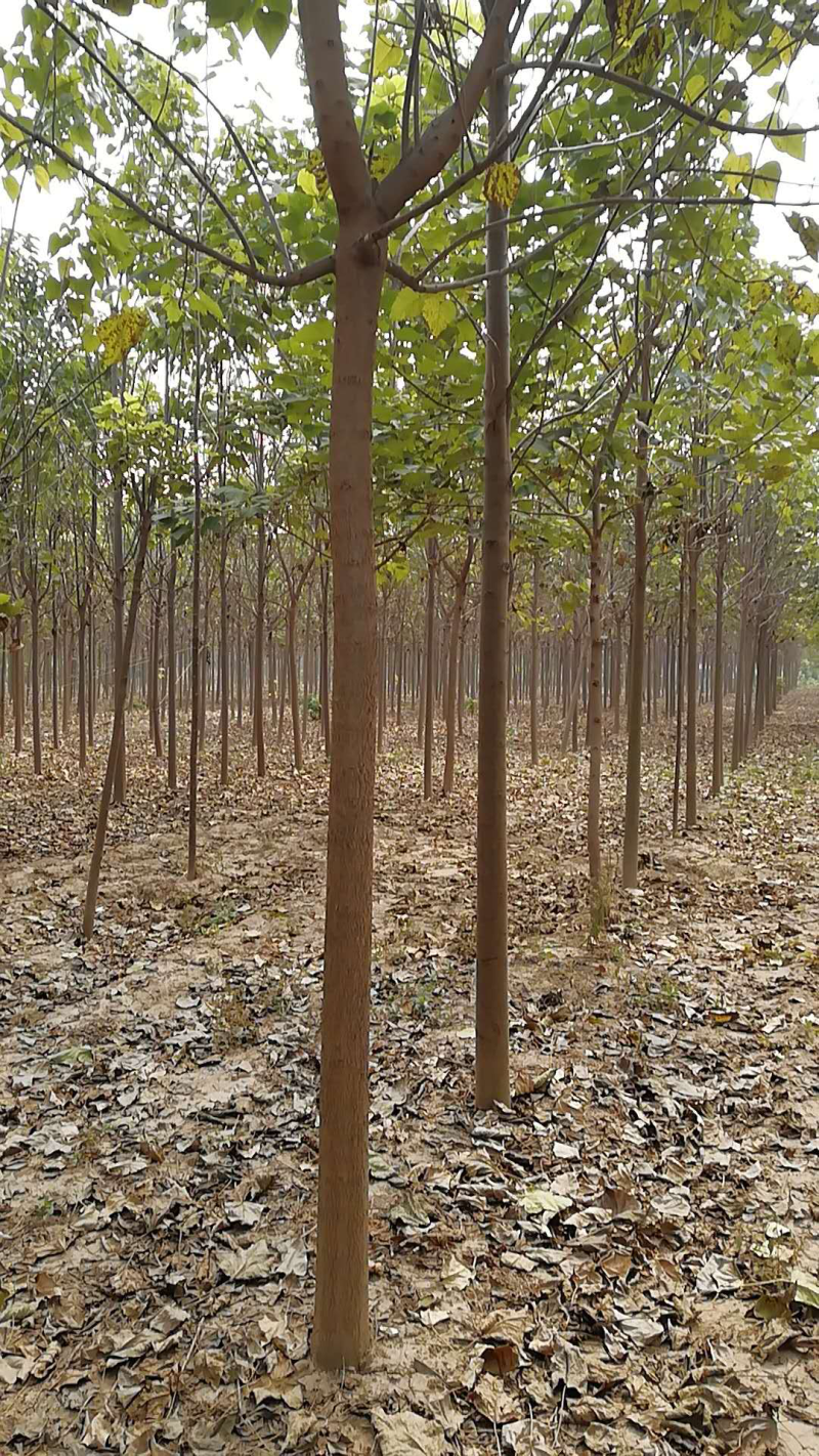 梓树