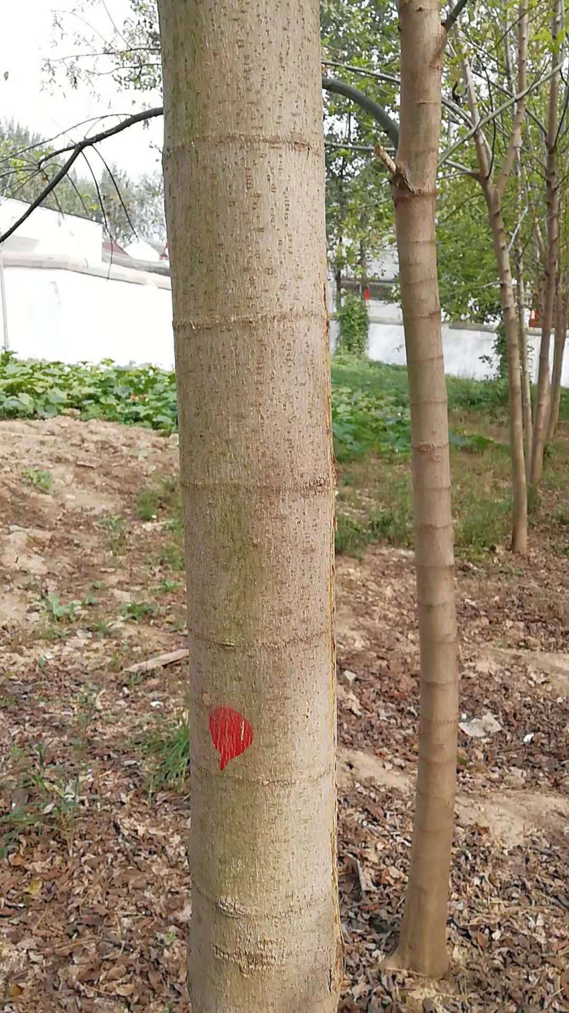 梓树