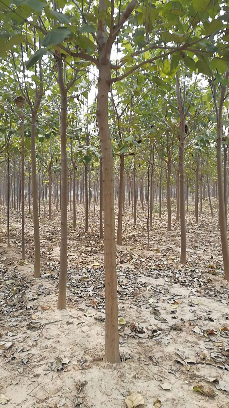 梓树