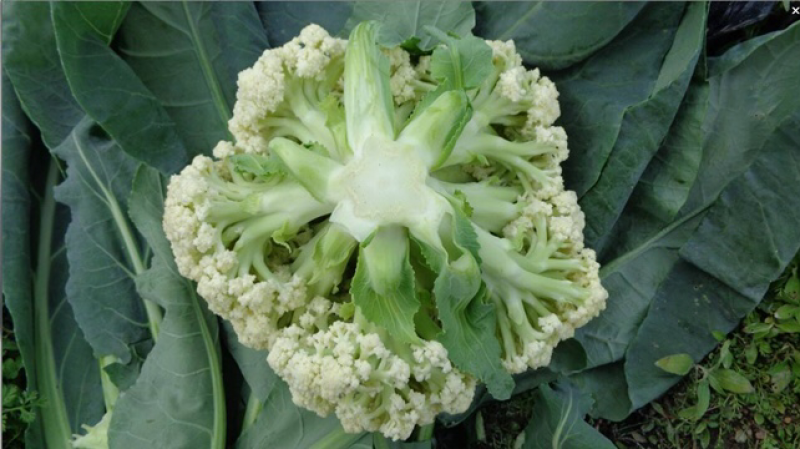 散花花菜松花花菜四川白花大量有货