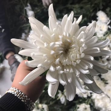 优质菊花