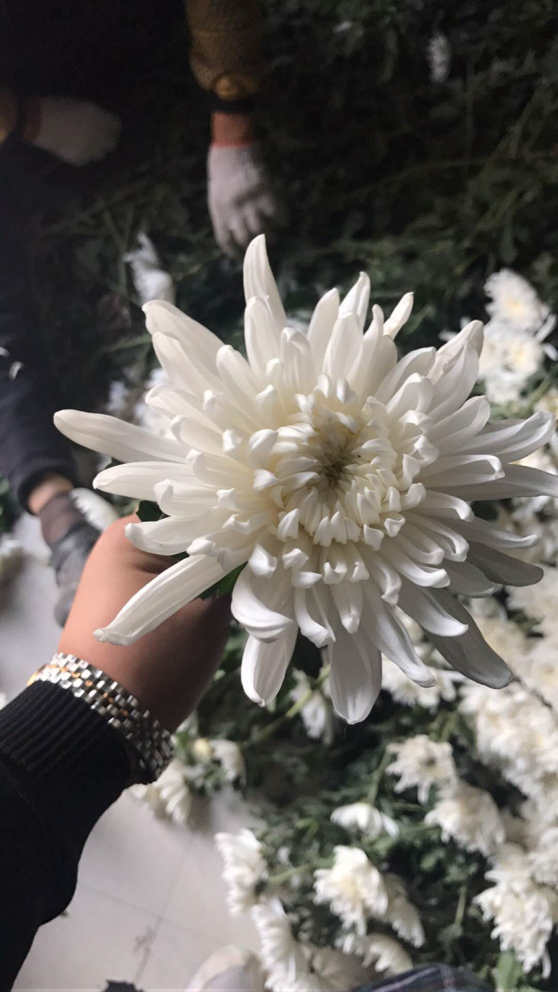 优质菊花