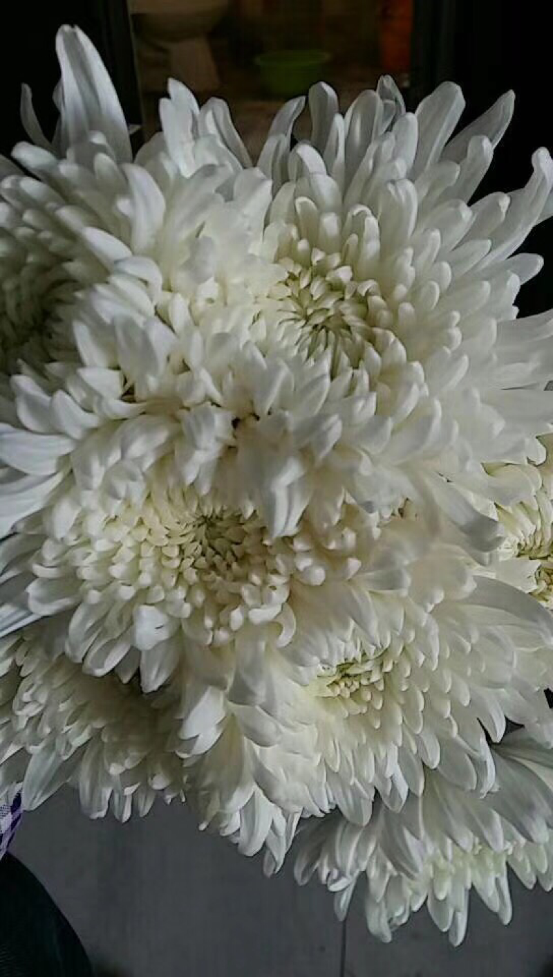 优质菊花