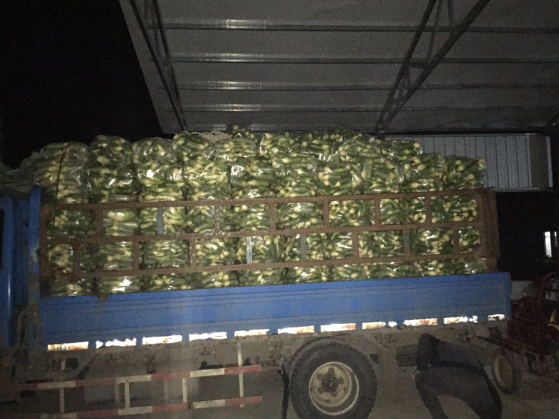 青萝卜大量上市中，欢迎来电骚扰，量大从优