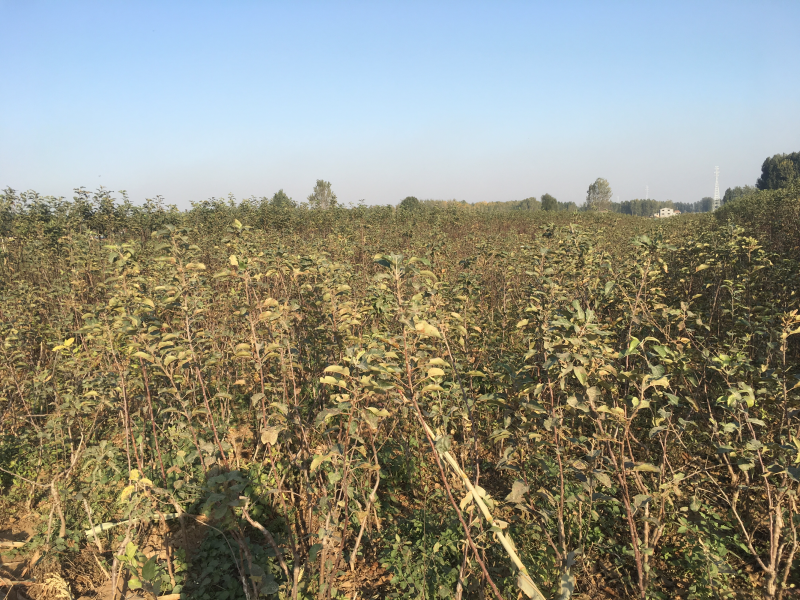 苹果树苗80cm以上量大价优