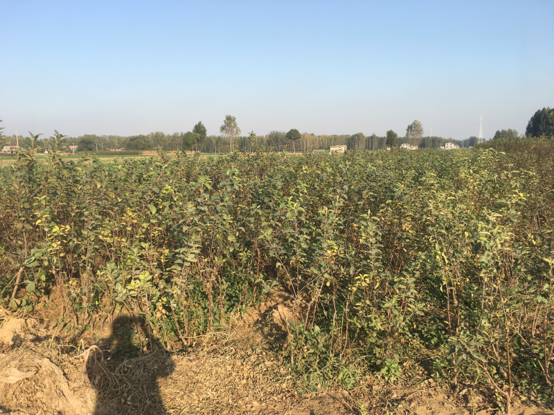 苹果树苗80cm以上量大价优