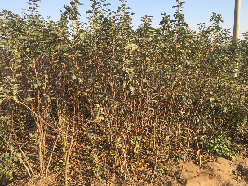 苹果树苗80cm以上量大价优