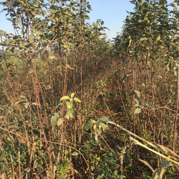 苹果树苗80cm以上量大价优