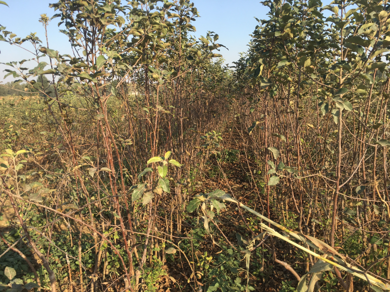 苹果树苗80cm以上量大价优