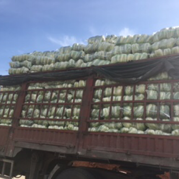大白菜热卖中