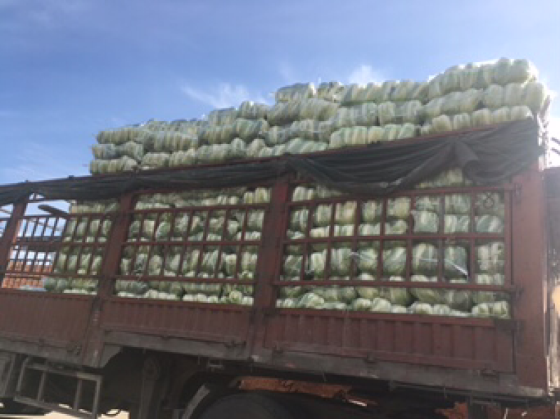 大白菜热卖中