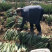 湖北美国库拉索芦荟美容专用芦荟批发代发货