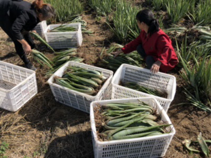 湖北美国库拉索芦荟美容专用芦荟批发代发货