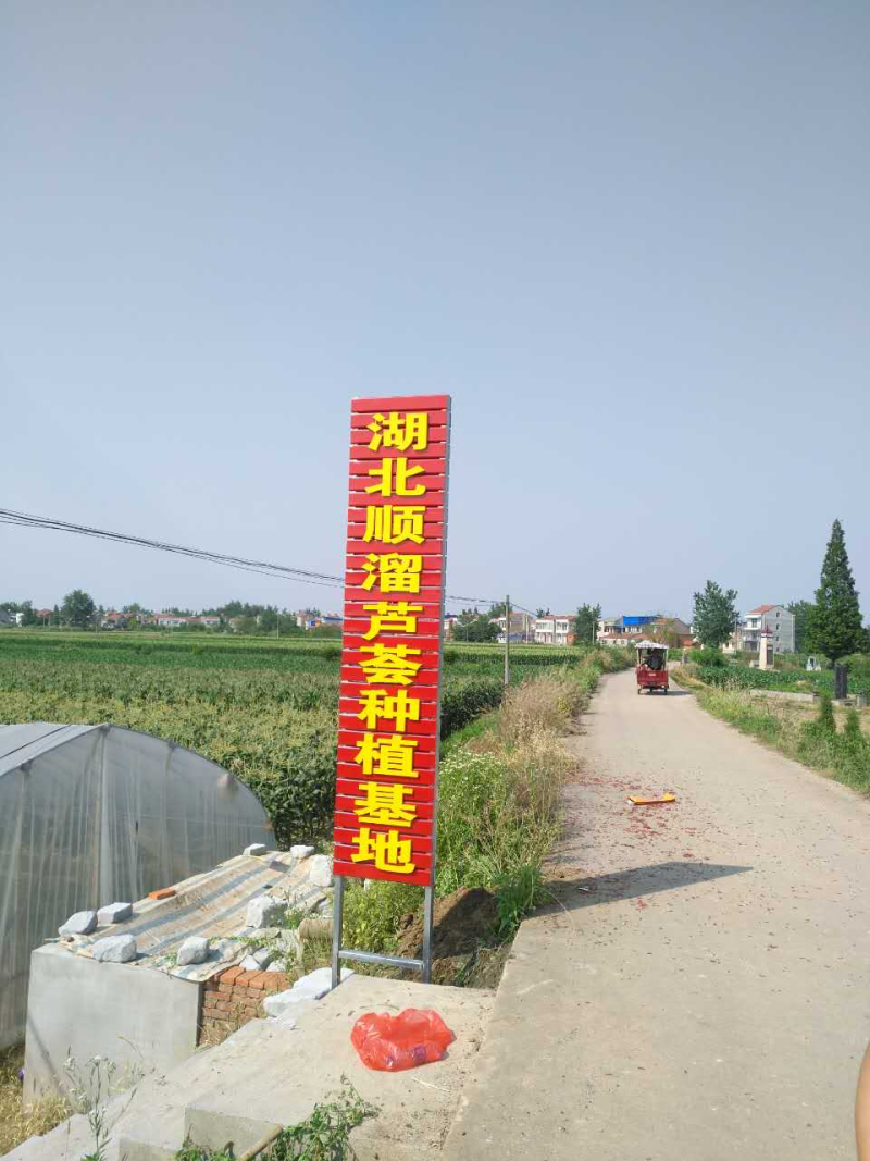 湖北美国库拉索芦荟美容专用芦荟批发代发货