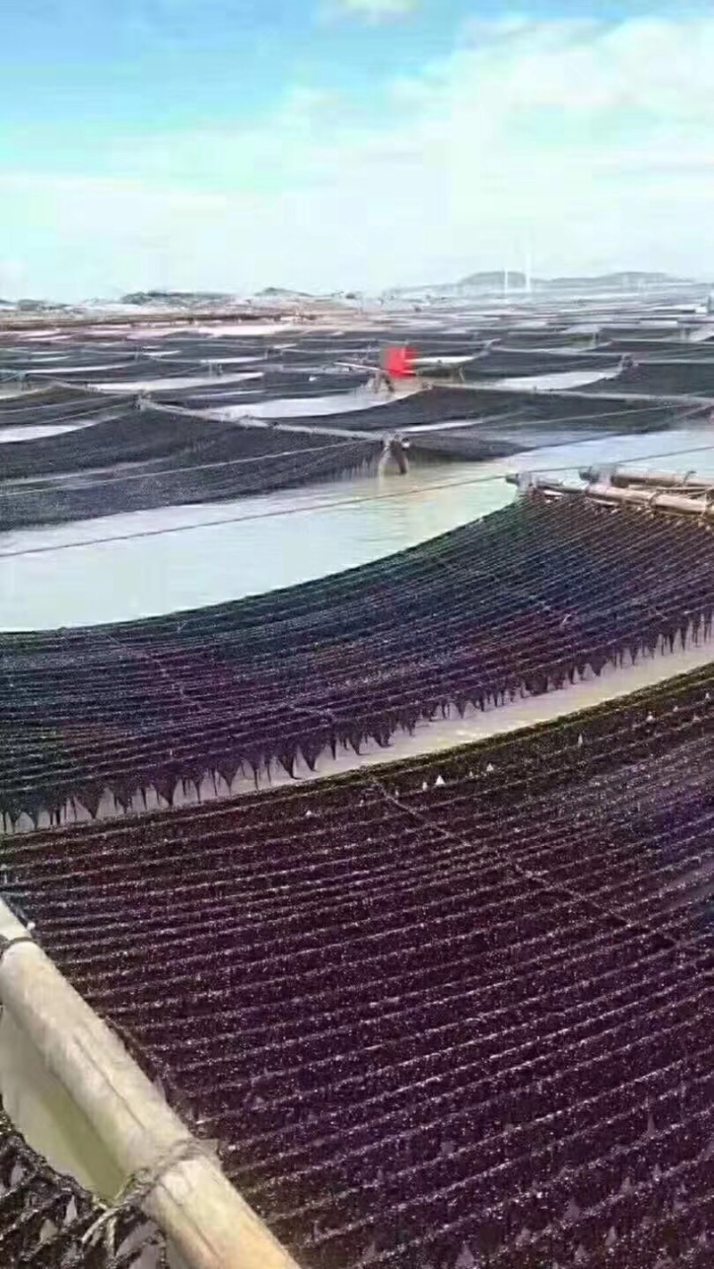 头水紫菜