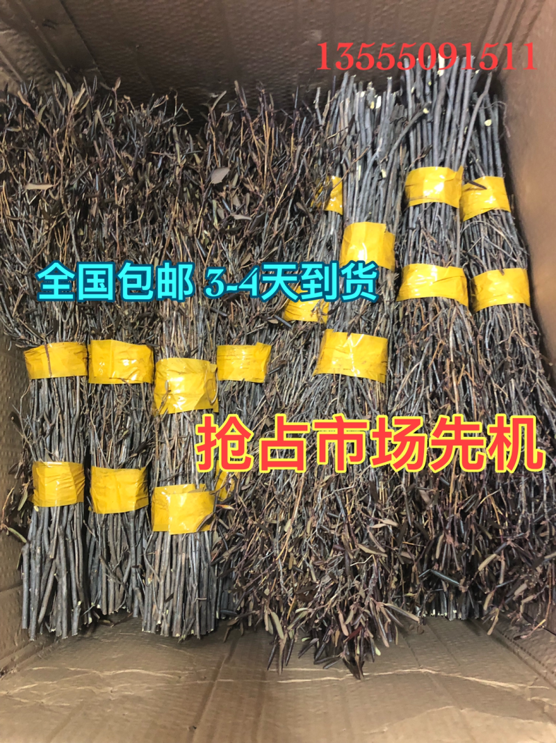 兴安杜鹃干枝杜鹃花枝遇水7-15天开花