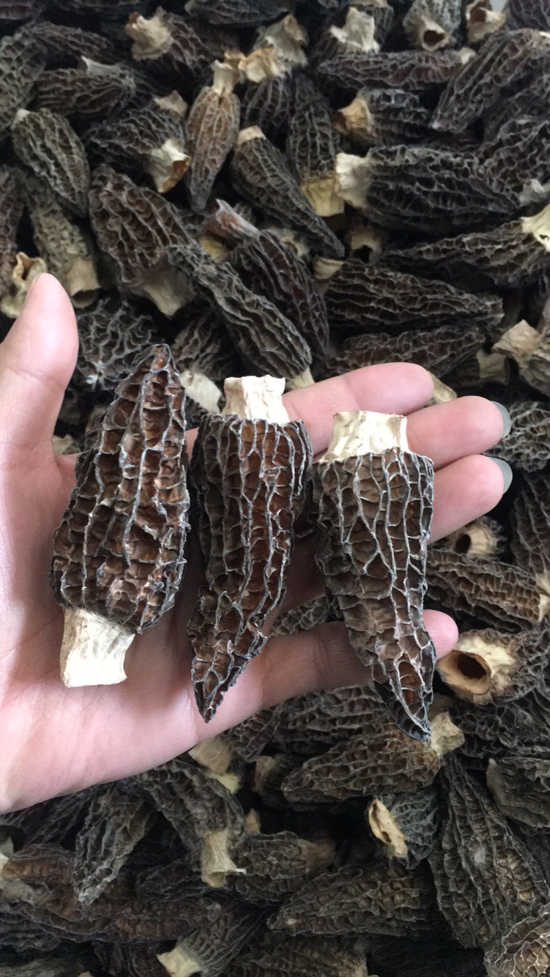 羊肚菌人工养殖羊肚菌羊肚菌全剪柄