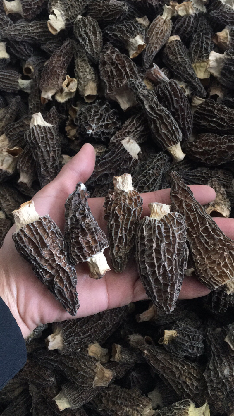 羊肚菌人工养殖羊肚菌羊肚菌全剪柄