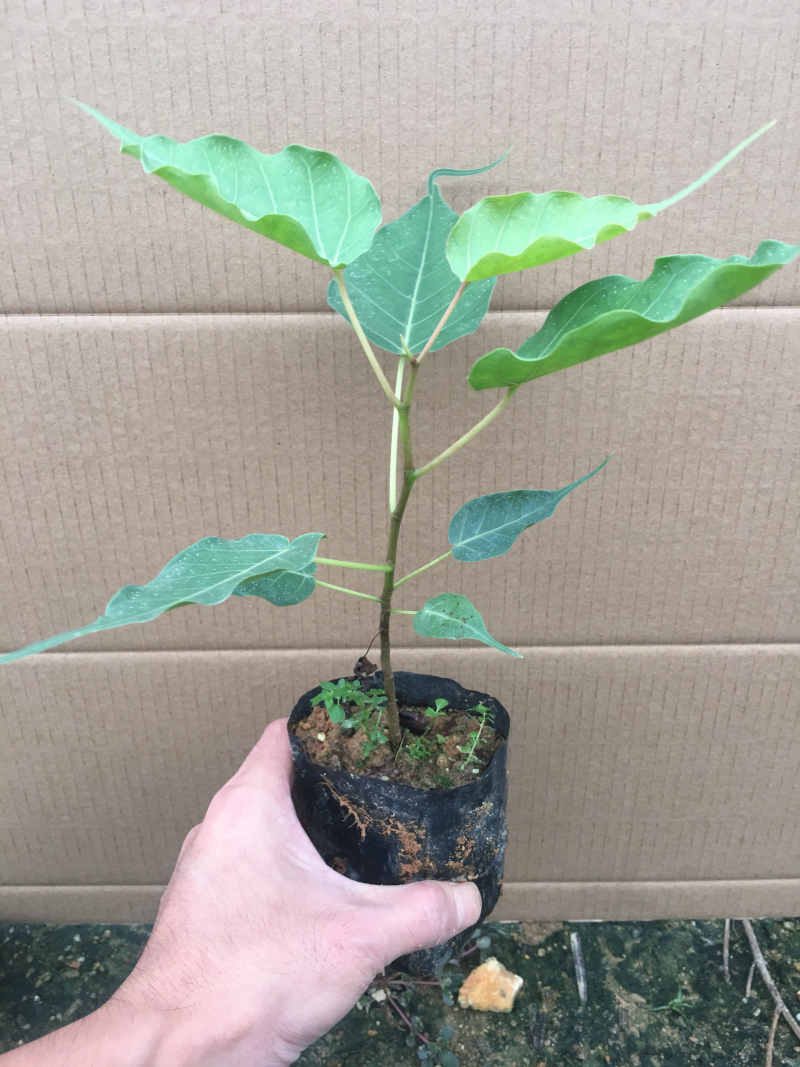 菩提榕
