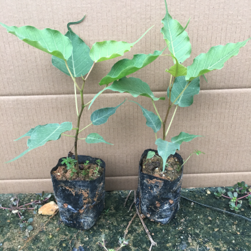 菩提榕