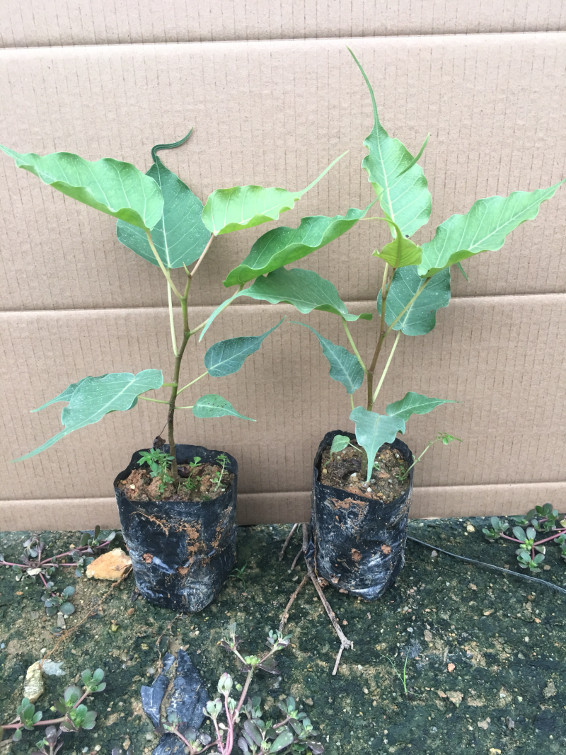 菩提榕