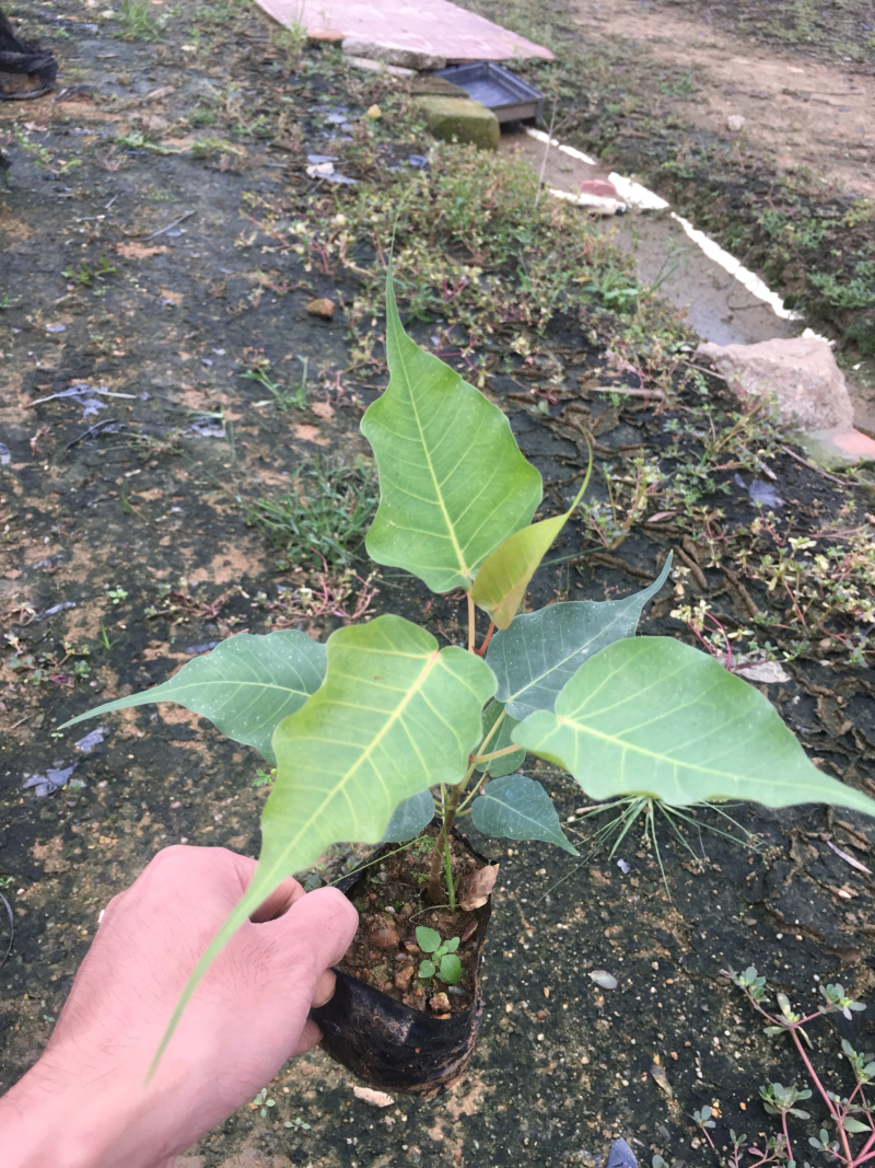 菩提榕