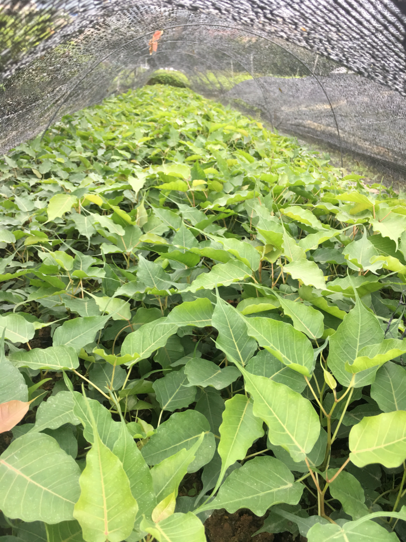 菩提榕