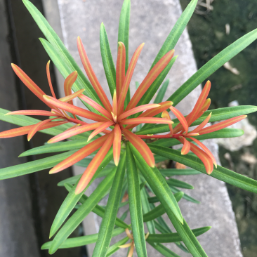 香港红芯海岛罗汉松苗