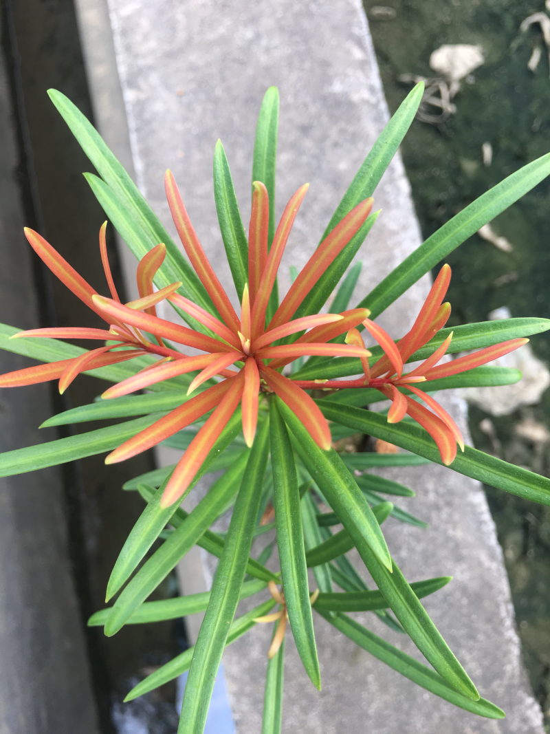 香港红芯海岛罗汉松苗