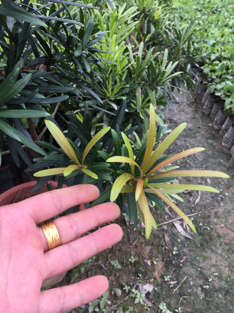 香港红芯海岛罗汉松苗