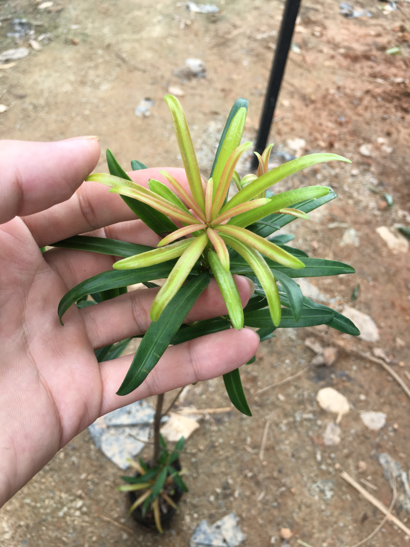 香港红芯海岛罗汉松苗