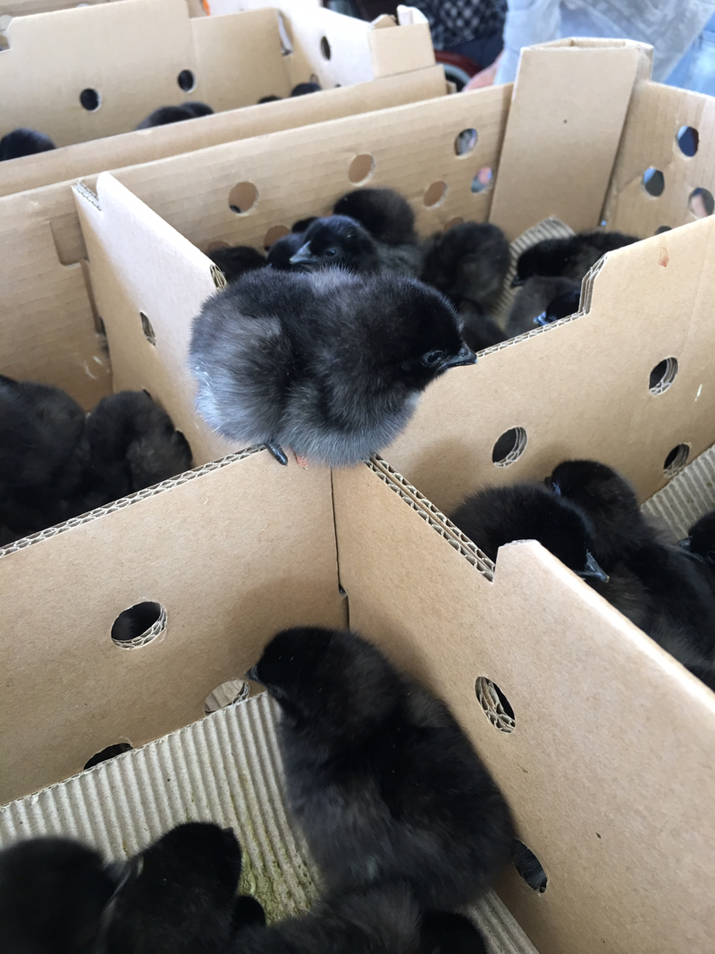 五黑鸡苗，提供技术指导，包活禽运达，包做好疫苗