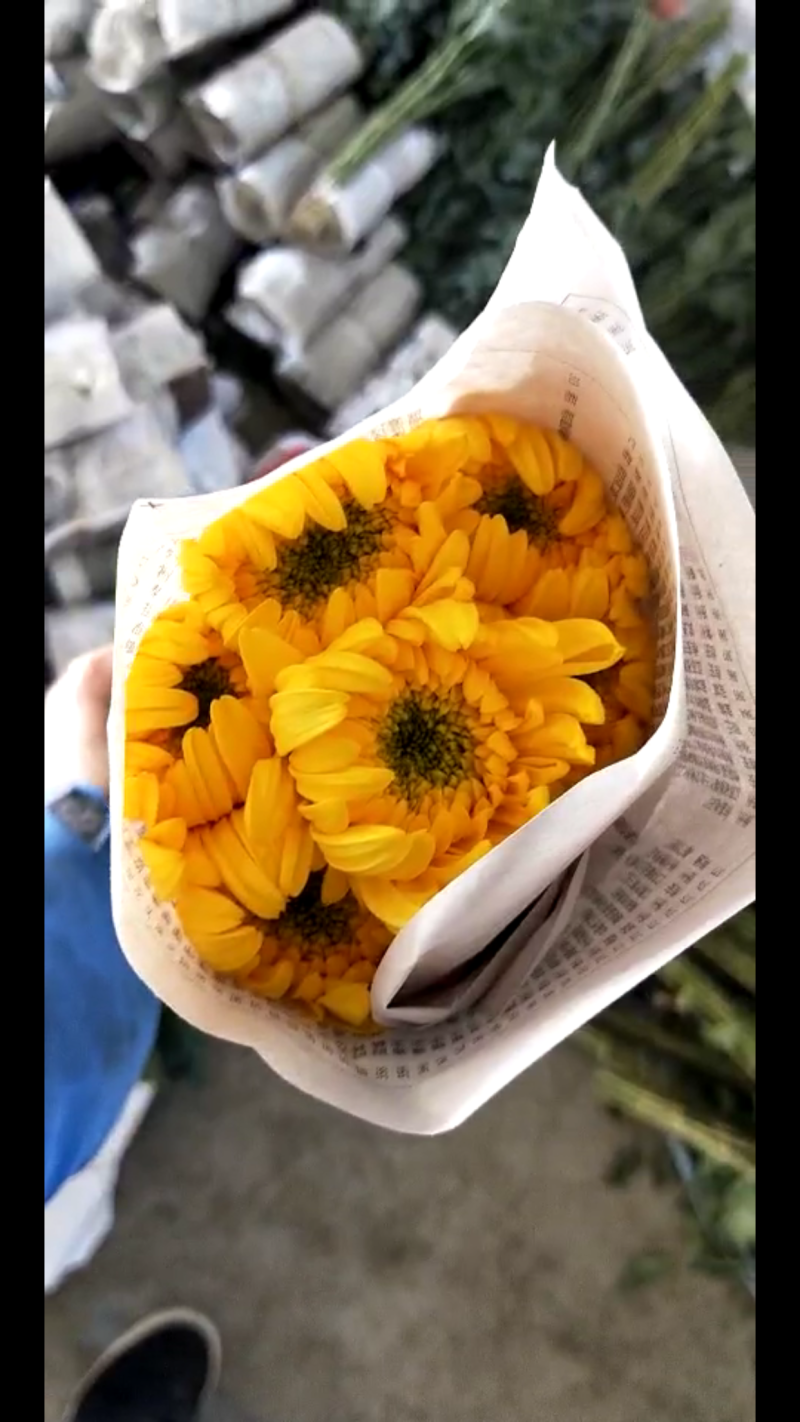 光玉黄菊、花漂亮