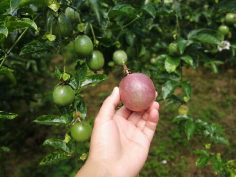 紫色百香果
